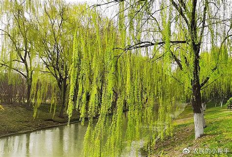 门前不能种什么树|农村老话“五树进宅，人穷家败”，哪5种树不能种？有道理吗？